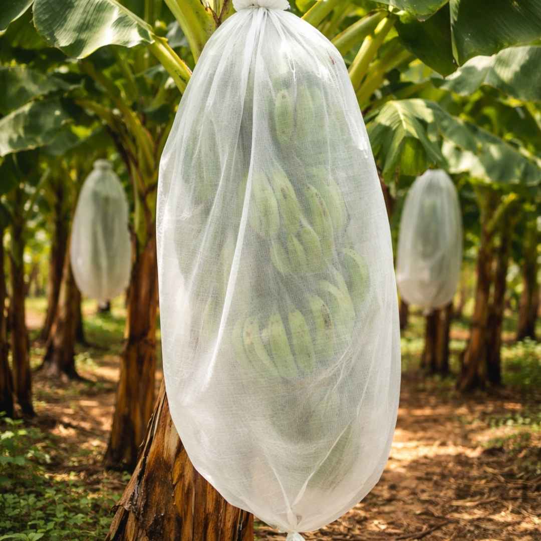 Banana Cover