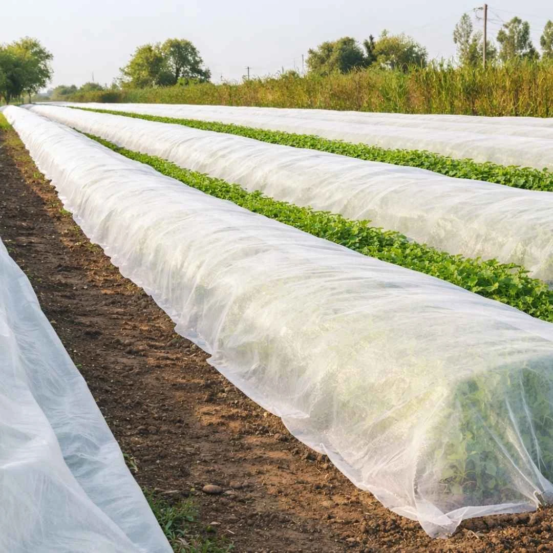 Crop Cover (All Vegetable)